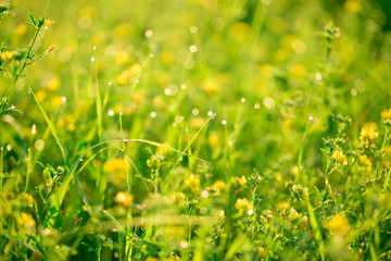 Fototapeta premium Beautiful landscape the wildlife. Fresh green grass and yellow wildflowers with water drops on the background of sunlight beams. Mother's day, 8 March and World environment day. Soft focus