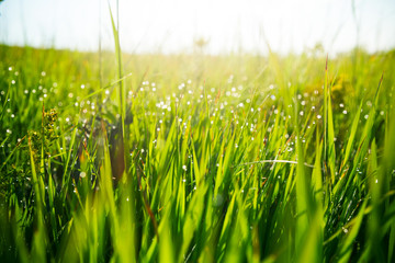 Fresh green grass with water drops on the background of sunlight beams. Soft focus - Powered by Adobe