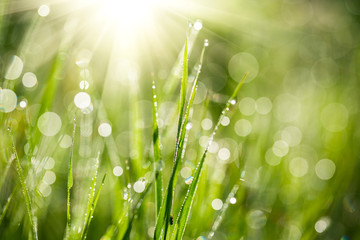 Fototapeta premium Świeża zielona trawa z wodą spada na tle promieni słonecznych. Nieostrość