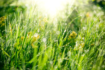 Fresh green grass with water drops on the background of sunlight beams. Soft focus
