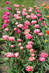 The blossoming high-quality tulips in a spring garden