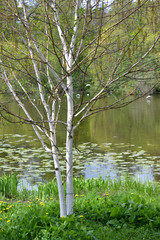 Fototapeta premium The blossoming birch useful (Himalaya) (Betula utilis D.Don) on