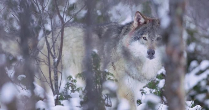 Two wolves in dense forest rivaling