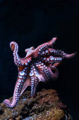 Octopus in water © olgavisavi