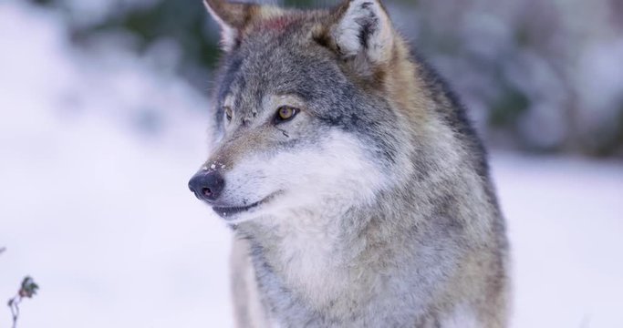 Portrait of wounded wolf displaying teeth