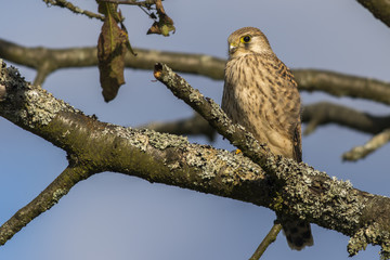 Common krestel (Falco tinnunculus)