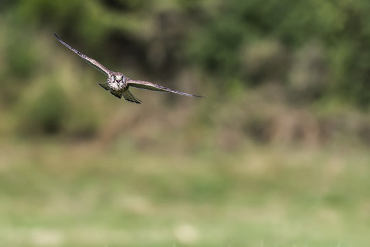 Common krestel (Falco tinnunculus)