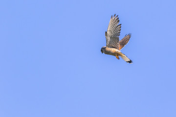 Common krestel (Falco tinnunculus)
