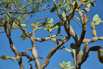 Cactus against blue sky
