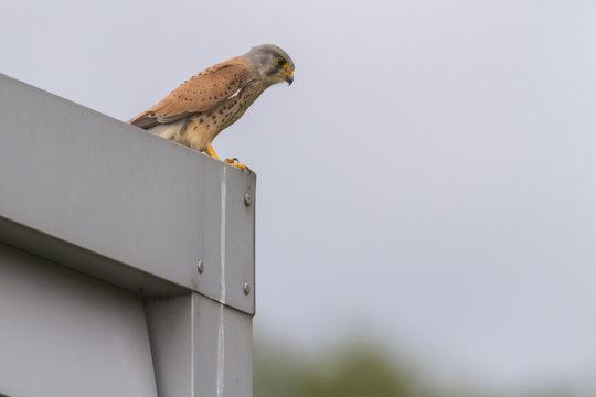 Common krestel (Falco tinnunculus)