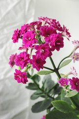 Kalanchoe, flowering in the indoor environment