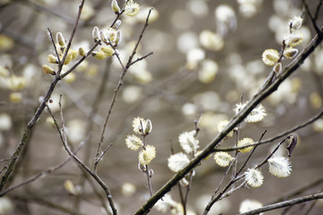 Blooming willow branch in springtime, seasonal vintage easter background with copy space
