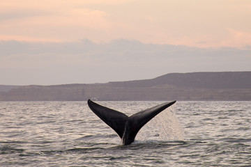 Fototapeta premium cola de ballena franca austral atardecer