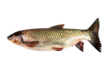 grass carp really fresh on a white background Thunnus