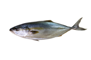 Bluefin tuna is really fresh on a white background Thunnus