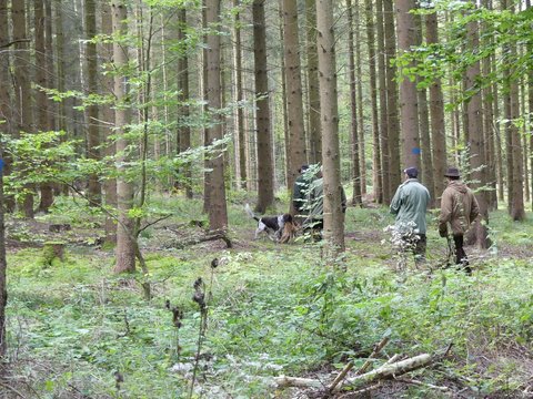 Hund apportiert Fuchs