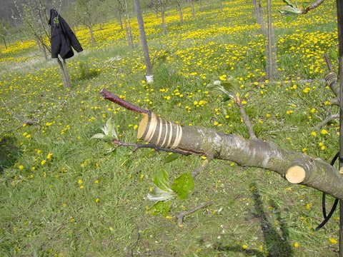 Apfelbaum veredeln 