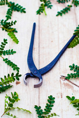 Tongs to take care of plants on a wooden background