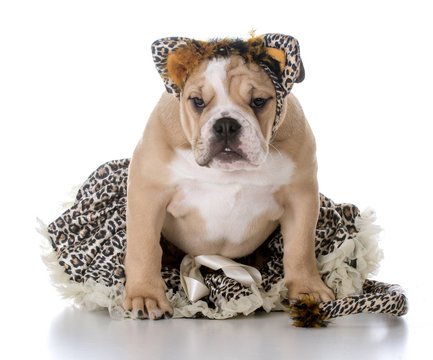 dog dressed like a cate