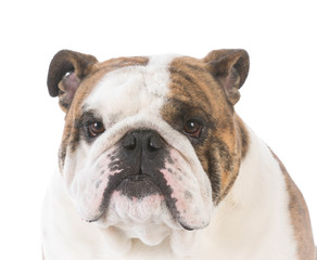 male english bulldog