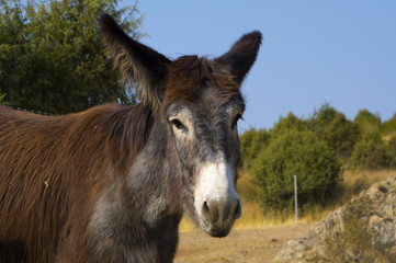 Burro ocre mirando