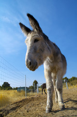 Burro blanco al trote