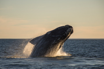 Fototapeta premium ballena franca austral saltando