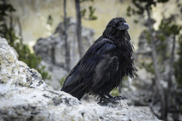 Closeup of Raven On Rock 
