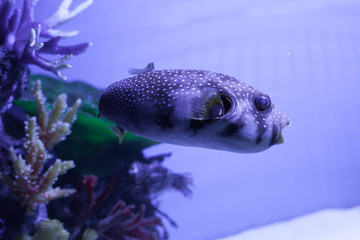 White-spotted puffer. Arothron hispidus