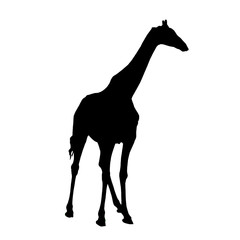 Standing Giraffe seen from front - Silhouette - Vector Illustration