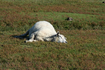 Ruhendes Schaf