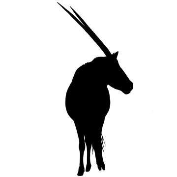 Orxy seen from front, looking to side - Silhouette - Vector Illustration