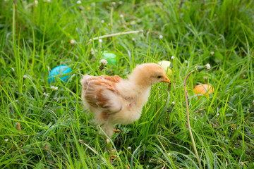 Little chicken on green meadow with colorful easter eggs