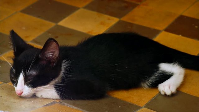 Funny ill homeless kitten.  Lying on the stone floor. Hospital tiles. High-definition video.