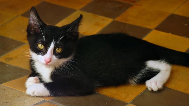 Funny homeless kitten is unwell.  Lying on the stone floor. Hospital tiles. High-definition video.