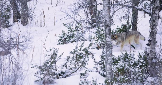Two wolves patrolling pack territory