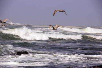 Seagulls flying out over incoming surf