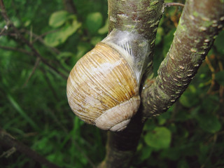 snail,, nature, tree, animals