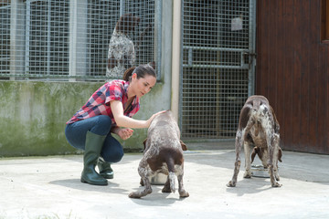 animal shelter volunteer feeding the dogs