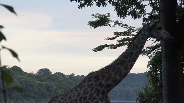 4k, The giraffe walking in the zoo (Giraffa camelopardalis) -Dan
