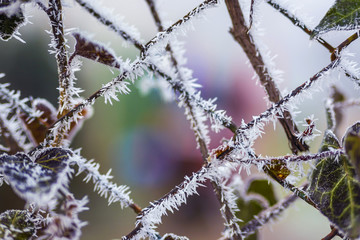 rime on the wire fences with ivy leaves closeup with blurred background