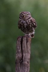 Little Owl (Athene Noctua)/Little Owl perched on old wooden stump