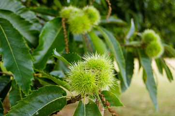 Sweet Chestnut close up