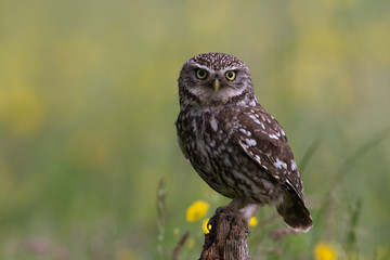 Little Owl (Athene Noctua)/Little Owl perched on old wooden stump in golden field of buttercups
