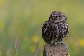Little Owl (Athene Noctua)/Little Owl perched on old wooden stump in golden field of buttercups