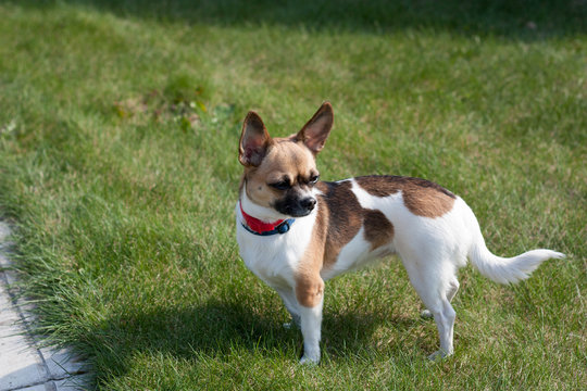 Dog On A Green Lawn