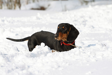 young black smooth-haired dachshund hunting in winter forest