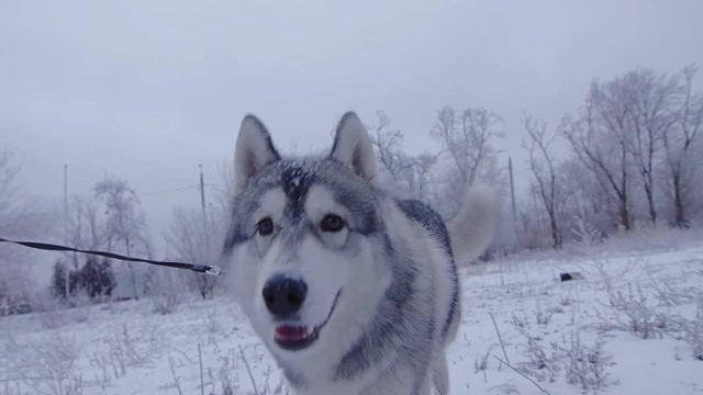Girl with dog hasky running in winter Park.