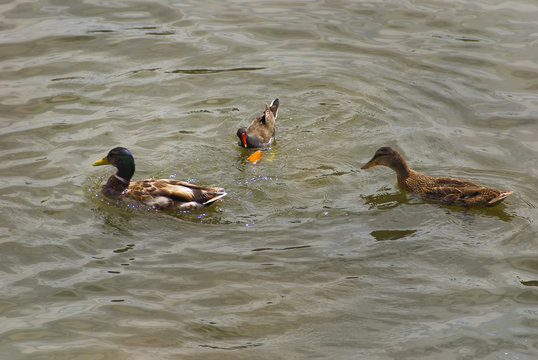 &Aacute;nades con polla de agua en r&iacute;o