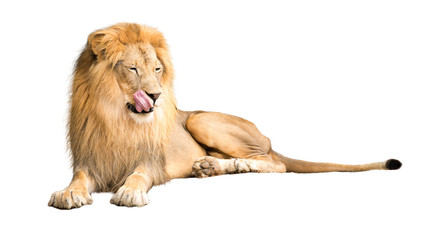 Lion affamé léchant les lèvres
